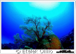 Sangalaki Indonesia by Etalek Oiiiio 